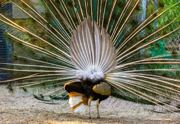 Påfågel Med Utfällda Fjädrar Bakifrån Tropisk Prydnadsfågel Från Indien — Stockfoto