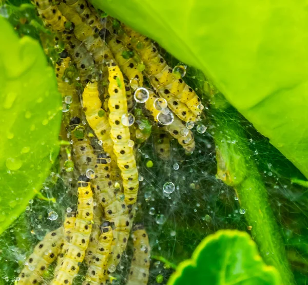 Web Con Larvas Una Polilla Árbol Caja Macro Primer Plano — Foto de Stock
