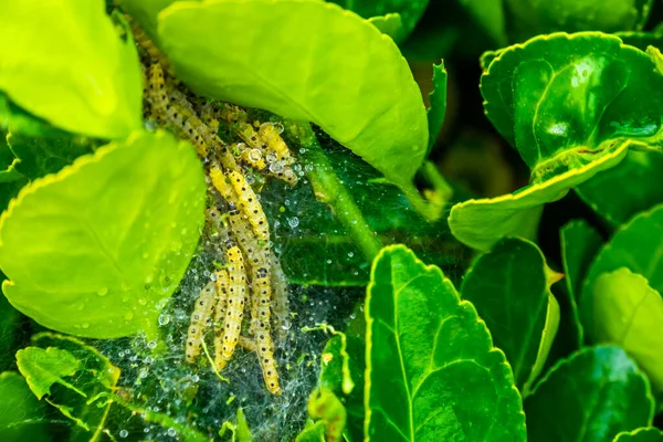 Árbol Caja Infestado Por Larvas Una Polilla Buxus Infestación Madera — Foto de Stock