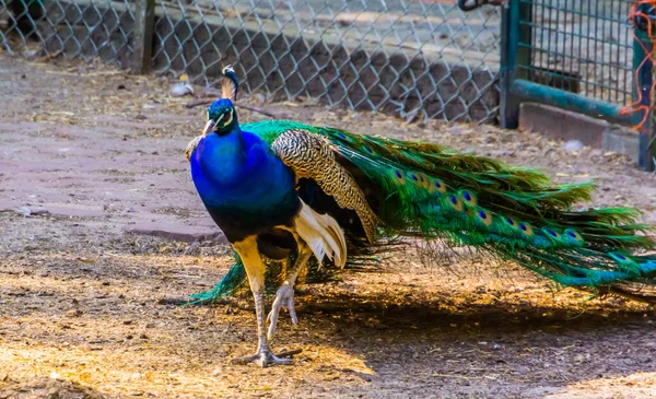 Retrato Primer Plano Peafowl Indio Con Alas Plegadas Caminando Hacia — Foto de Stock