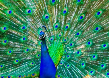 Hintli bir Peafowl 'un yakın plan portresi tüylerini gururla sergiliyor