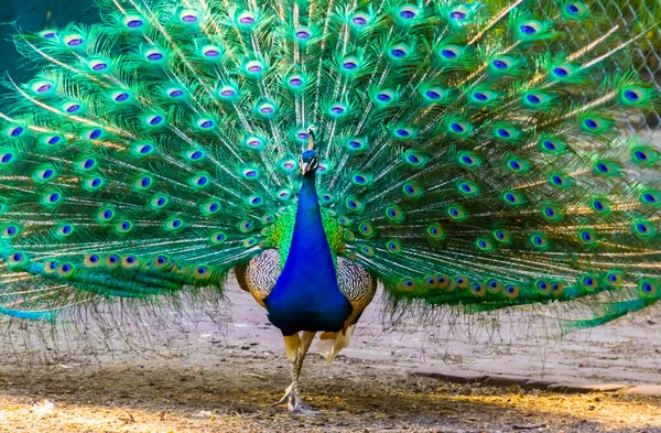 Блакитний Індіанський Павич Іде Камери Показуючи Своє Пір Тропічні Пташині — стокове фото
