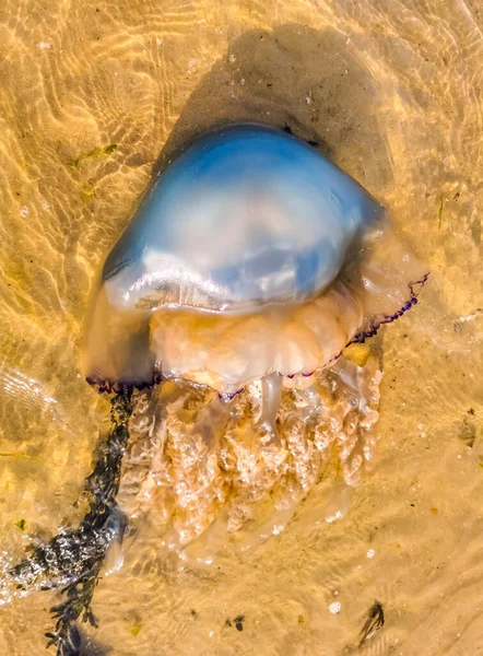 Close Washed Ashore Barrel Jellyfish Large Specie Beach Sint Annaland — Fotografia de Stock