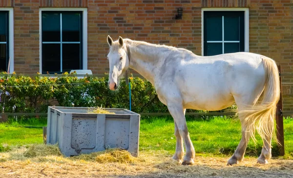 Portrait White Horse Stable Popular Specie Horse Breeding Riding Stock Photo