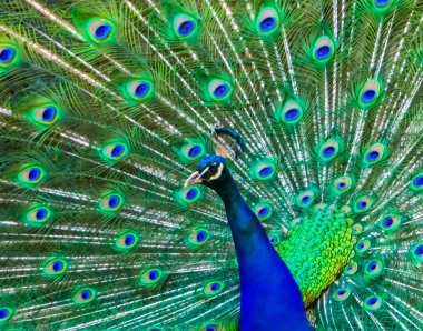 Hindistan 'dan gelen güzel renkli kuş tüylerini gösteren Hint Peafowl portresi.