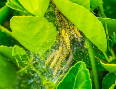 İstila edilmiş tahta kutu, tahta güve larvaları, buxus ağ yuvası.