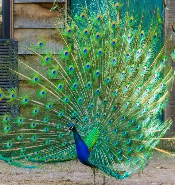 stock image side view of Indian peafowl unfolding its feathers