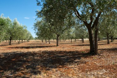 Istrian Yarımadası, Hırvatistan. Geleneksel zeytin çiftliği.