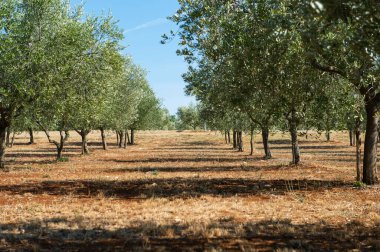 Istrian Yarımadası, Hırvatistan. Geleneksel zeytin çiftliği.
