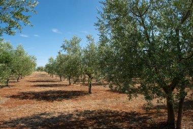 Istrian Yarımadası, Hırvatistan. Geleneksel zeytin çiftliği.