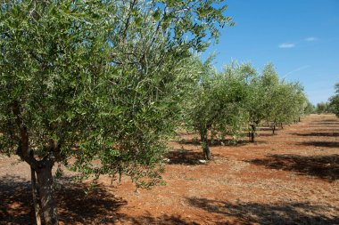Istrian Yarımadası, Hırvatistan. Geleneksel zeytin çiftliği.