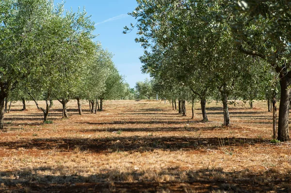 stock image Istrian Peninsula, Croatia. Traditional olive plantation.