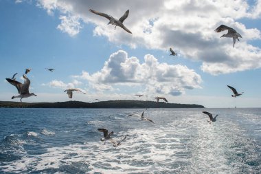 Martılar bulutlu bir günde denizin üzerinde uçarlar. Kuşlar doğal ortamlarında. İstriya Yarımadası, Hırvatistan 