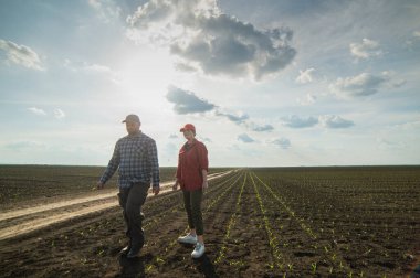 Genç çiftçiler baharda ekilen mısırları inceliyor.