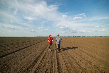Genç çiftçiler baharda ekilen mısırları inceliyor.