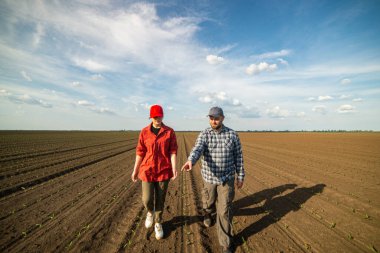 Genç çiftçiler baharda ekilen mısırları inceliyor.