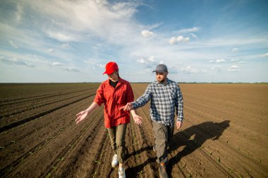 Genç çiftçiler baharda ekilen mısırları inceliyor.