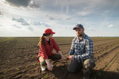 Genç çiftçiler baharda ekilen mısırları inceliyor.