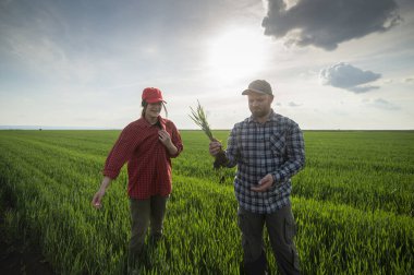 İlkbaharda ekilen buğdayı inceleyen genç çiftçiler 