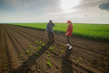 Genç çiftçiler baharda ekilen mısırları inceliyor.