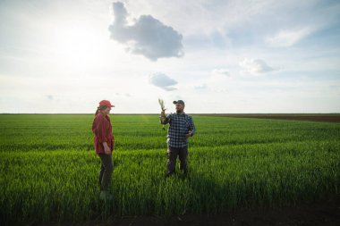 İlkbaharda ekilen buğdayı inceleyen genç çiftçiler 