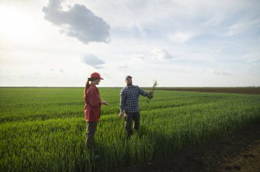 İlkbaharda ekilen buğdayı inceleyen genç çiftçiler 