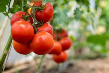 Serada olgun kırmızı domates