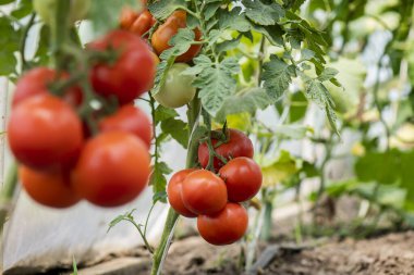 Serada olgun kırmızı domates