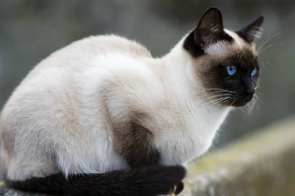 Сиамская Кошка Голубыми Глазами Лежит Вдоль Стены Двора Лицензионные Стоковые Изображения