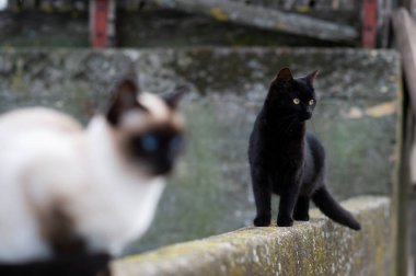 Sarı gözlü kara kedi duvarda duruyor ve meraklı saatler