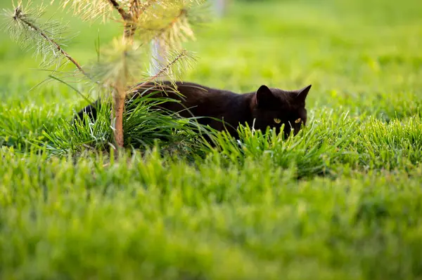 Czarny Kot Żółtymi Oczami Podwórku — Zdjęcie stockowe