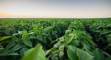 Soybean field ripening at spring season, agricultural landscape.Soy plantation. clipart