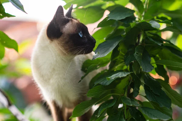 Siamese Cat Blue Eyes Climbs Tree — Stock Photo, Image