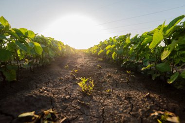 Bahar mevsiminde olgunlaşan soya fasulyesi tarlası, tarım arazisi. Soya tarlası..