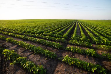 Bahar mevsiminde olgunlaşan soya fasulyesi tarlası, tarım arazisi. Soya tarlası..