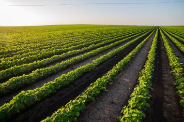 Bahar mevsiminde olgunlaşan soya fasulyesi tarlası, tarım arazisi. Soya tarlası..