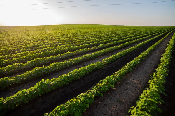 Reifung Der Sojabohnen Der Frühjahrssaison Landwirtschaftliche Landschaft Sojaplantage — Stockfoto