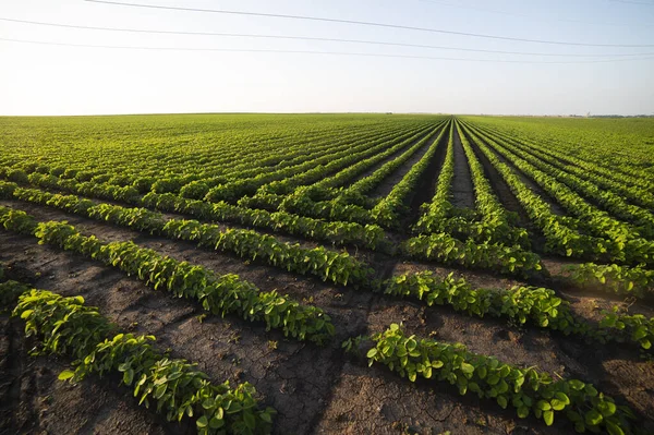 Reifung Der Sojabohnen Der Frühjahrssaison Landwirtschaftliche Landschaft Sojaplantage — Stockfoto