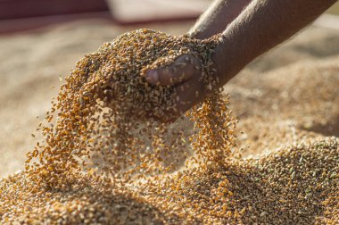 Değirmen deposundaki buğday taneleri. Kapatın. Çiftçilerin iyi hasatı, büyük tahıl yığını.