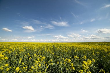 Gün batımında sarı kolza tohumu tarlası. Güneş ışığı sarı kanola rengini aydınlatır. Tarım alanı. Kırsal alan