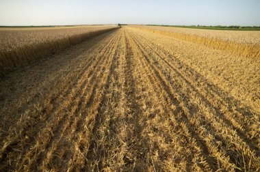 Bir çiftlikte hasatçı hasadı olgunlaşmış buğdayı birleştirin