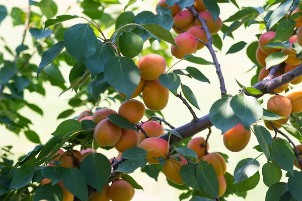 stock image Branch of an apricot tree with ripe fruits in the garden