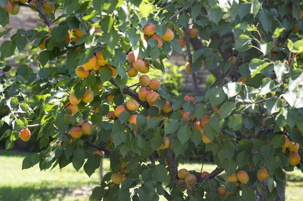 Bahçesinde olgun meyveler olan bir kayısı ağacı dalı.