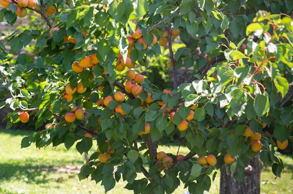 Cabang Pohon Aprikot Dengan Buah Matang Kebun Stok Gambar