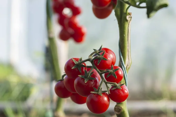 Vackra Röda Mogna Körsbärstomater Odlade Ett Växthus — Stockfoto