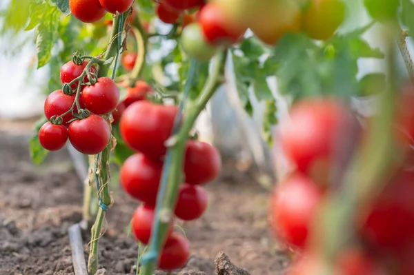 Tomat Matang Merah Rumah Kaca — Stok Foto