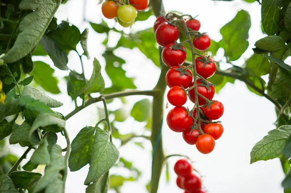 Belles Tomates Cerises Mûres Rouges Cultivées Dans Une Serre — Photo
