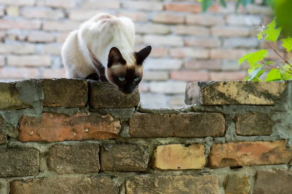 Сіамський Кіт Блакитними Очима Сидить Уздовж Стіни Готується Стрибати — стокове фото