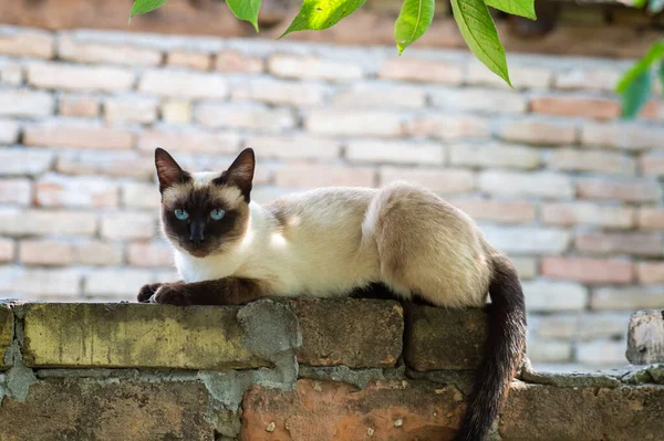 Сіамський Кіт Блакитними Очима Лежить Вздовж Стіни Подвір — стокове фото