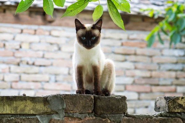 Μια Σιαμαία Γάτα Μπλε Μάτια Κάθεται Κατά Μήκος Του Τοίχου — Φωτογραφία Αρχείου